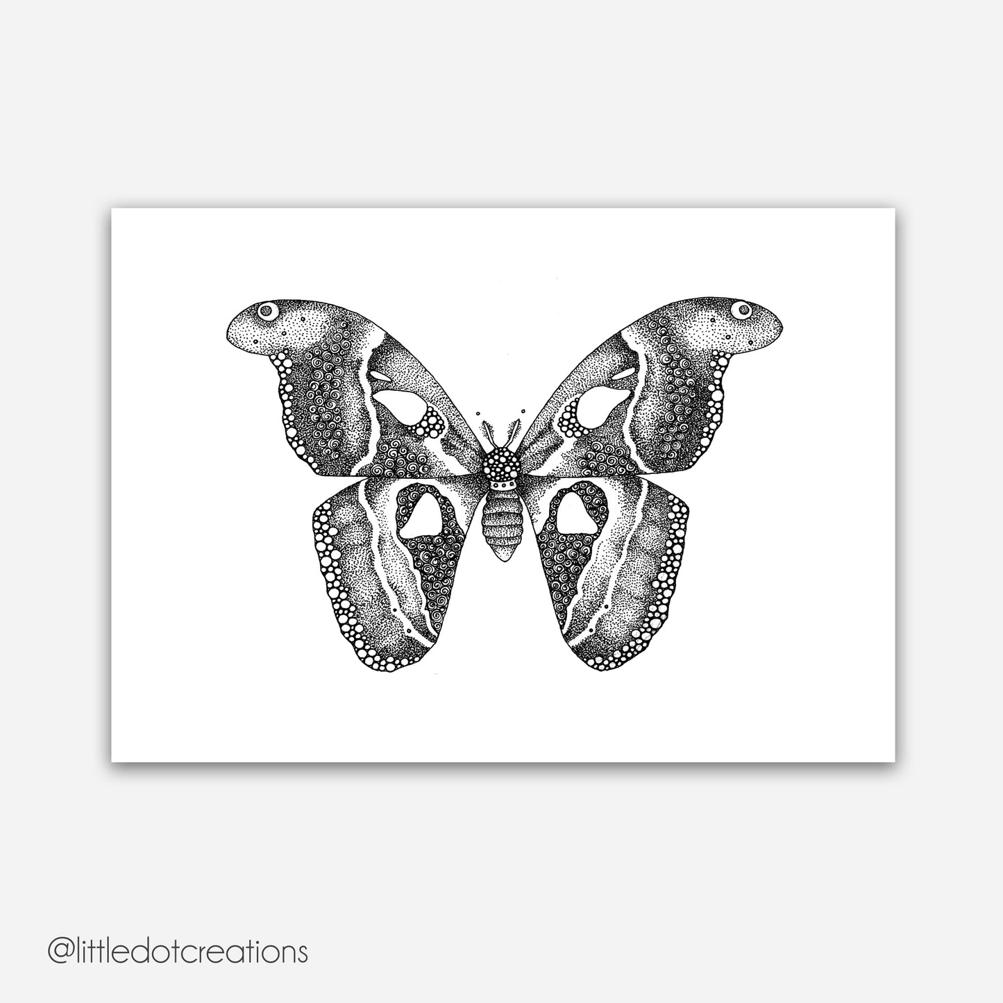 A4 Print - Atlas Moth