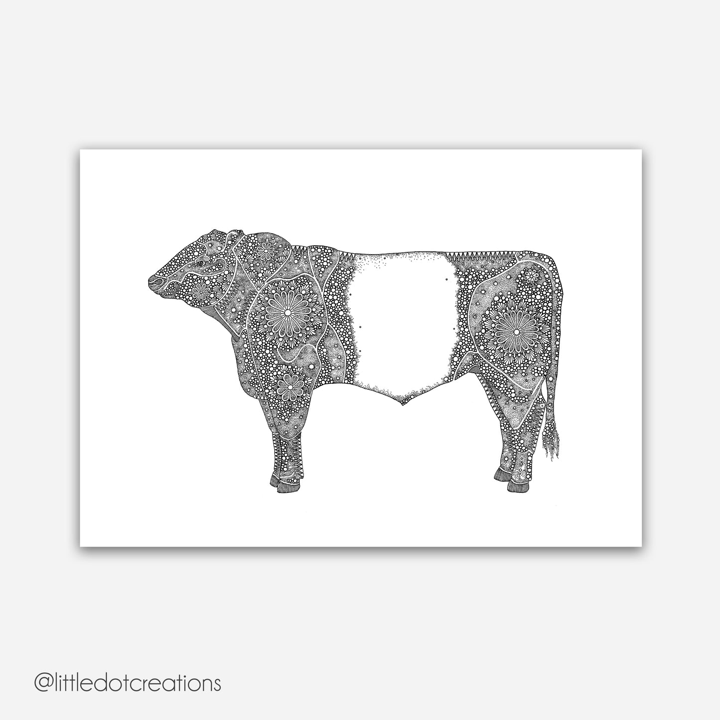 A4 Print - Belted Galloway