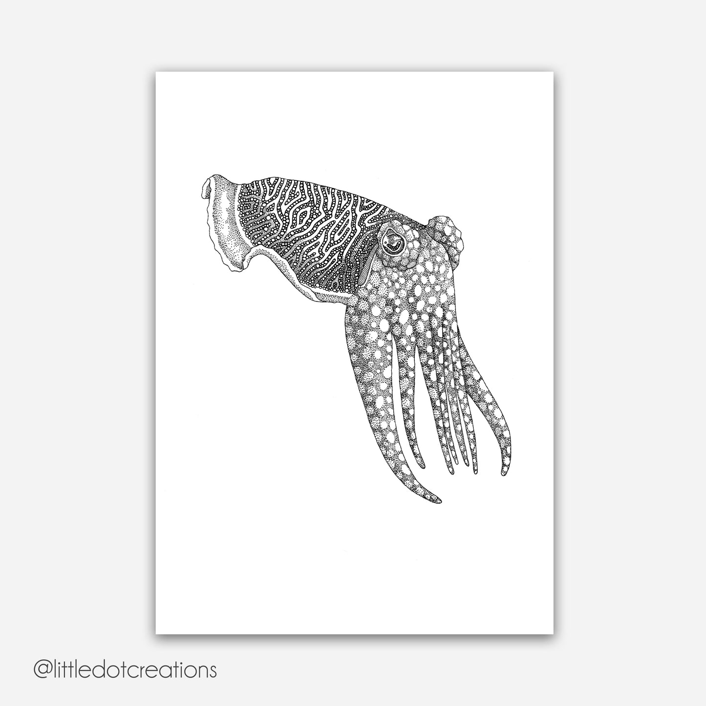 A4 Print - Cuttlefish