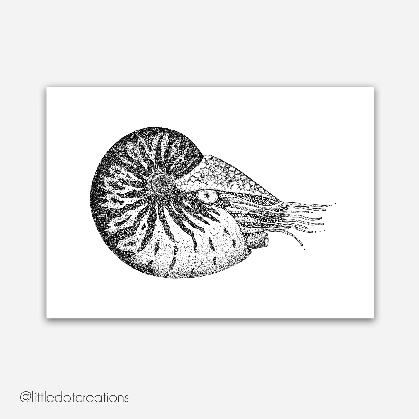 A4 Print - Nautilus