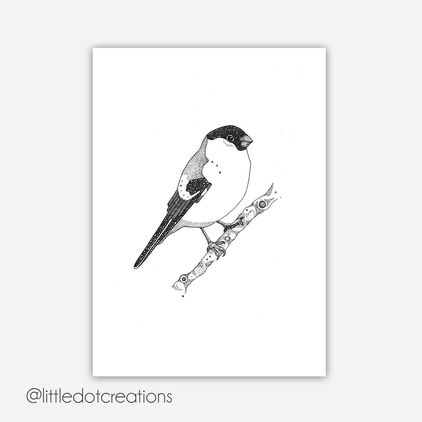 A6 Print - Bullfinch