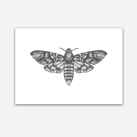 A3 Print - Death Head Hawk Moth