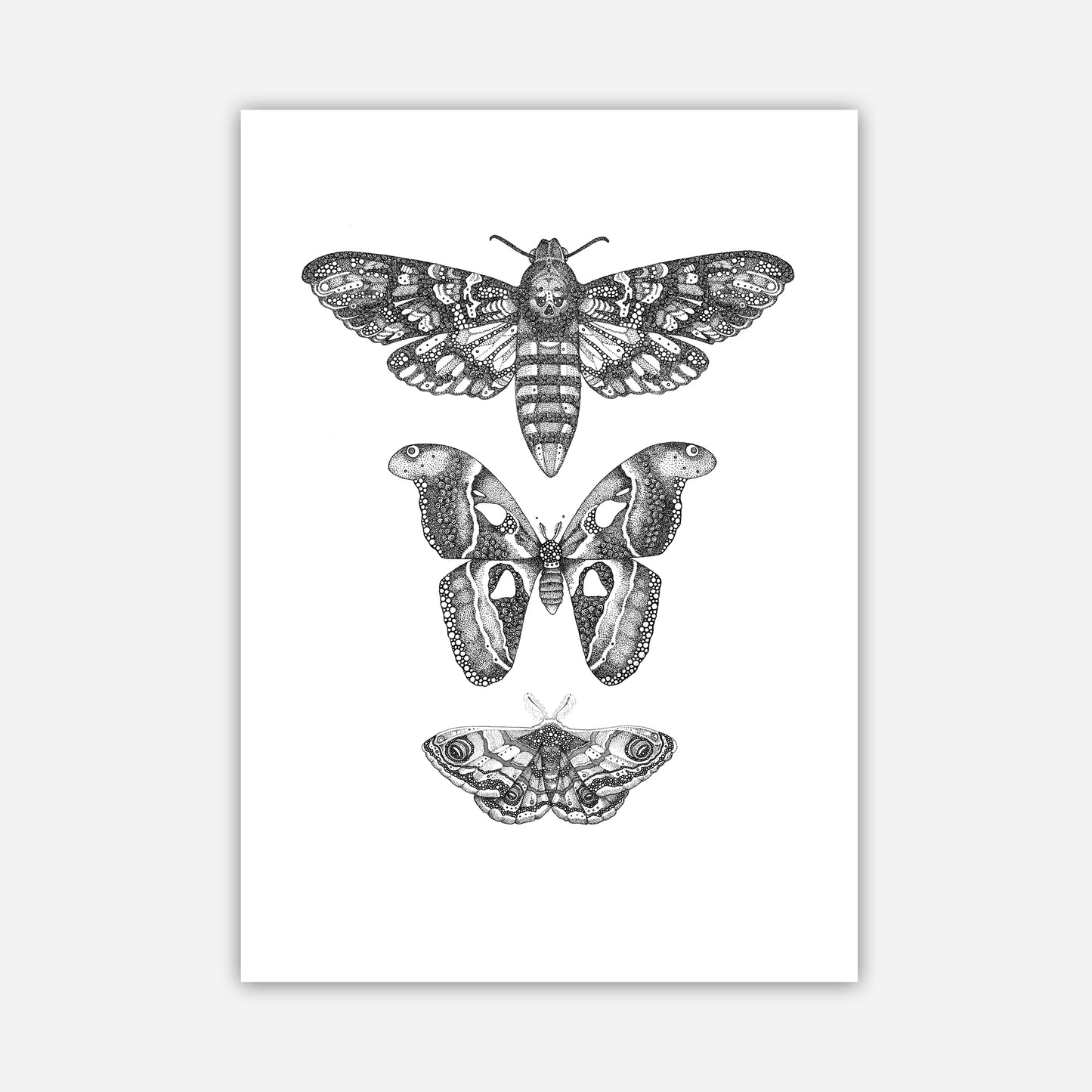 A3 Print - Moths