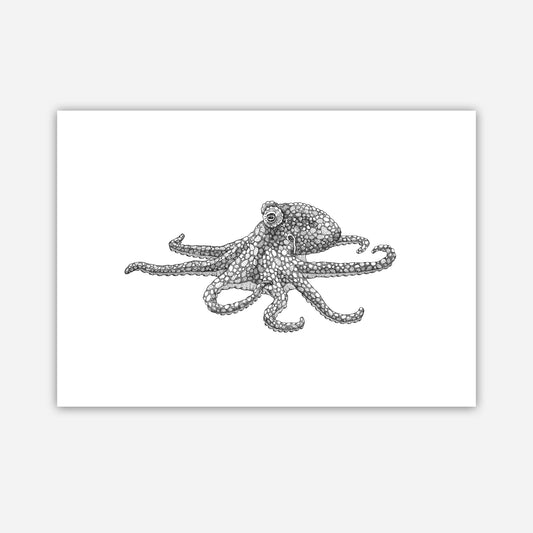 A3 Print - Octopus