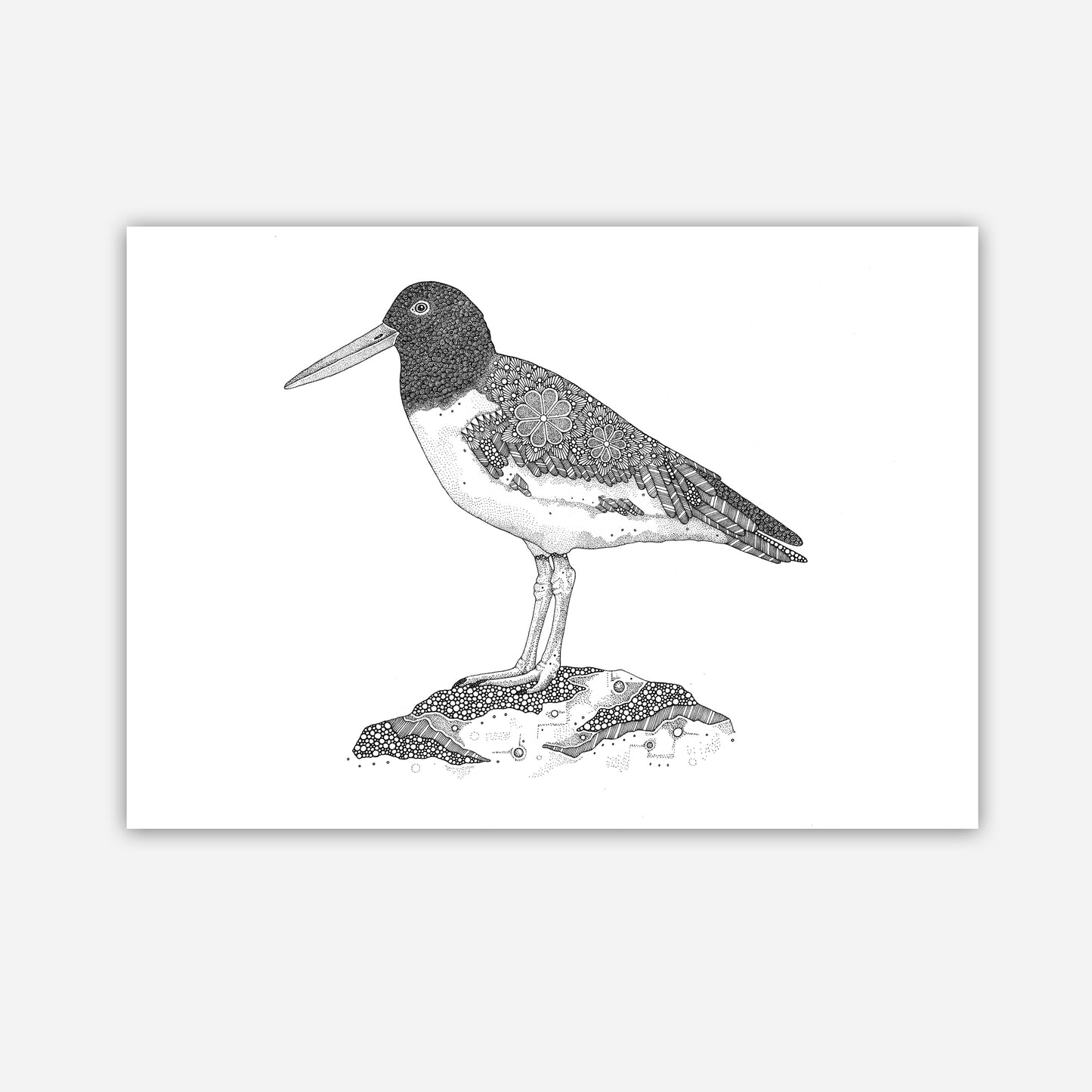 A3 Print - Oystercatcher