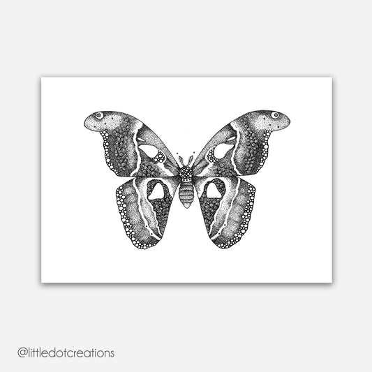 A4 Print - Atlas Moth