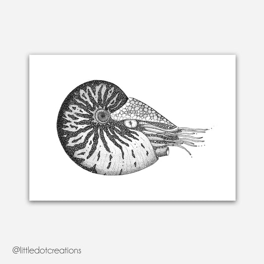 A4 Print - Nautilus