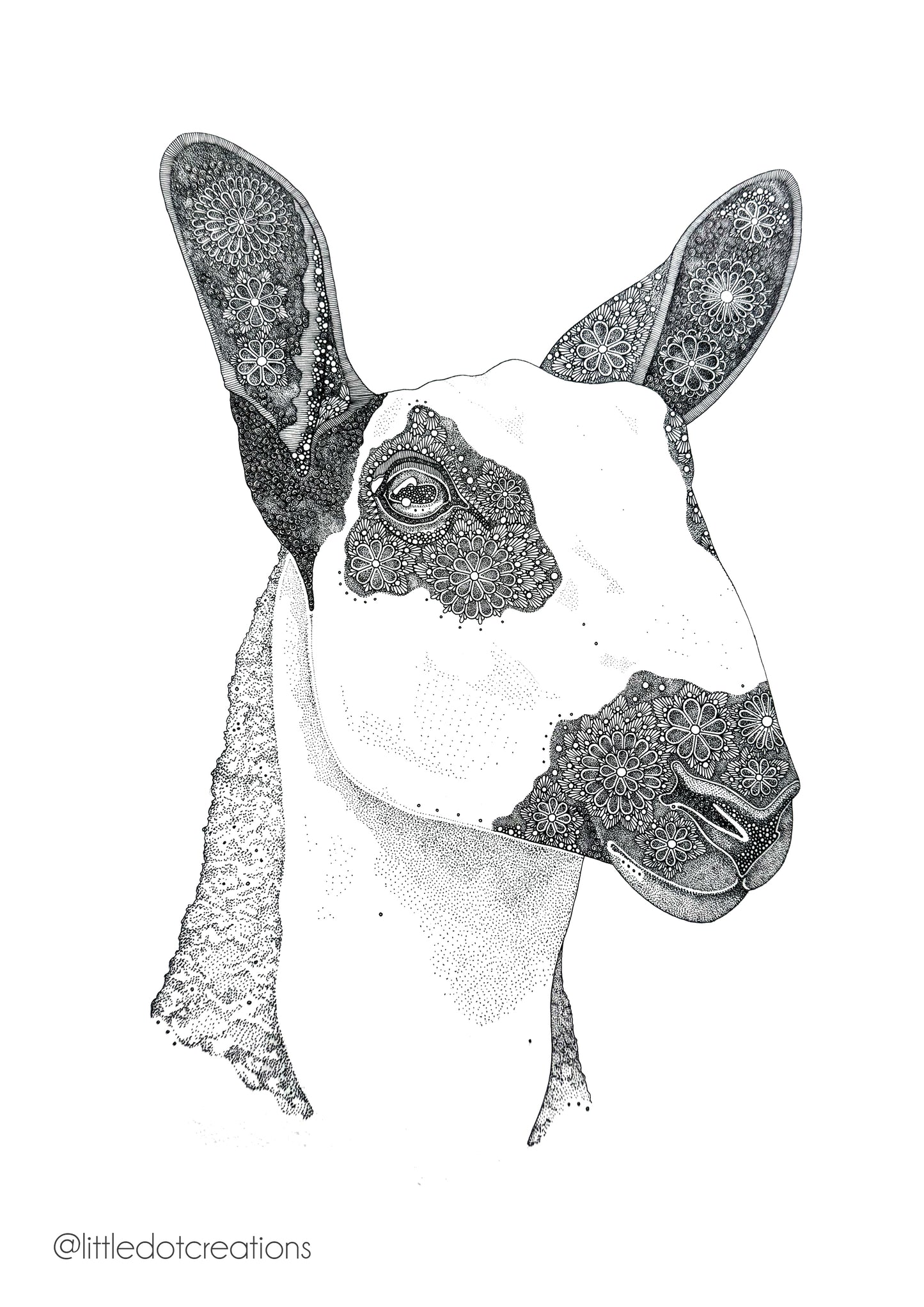 A3 Print - Bluefaced Leicester Sheep