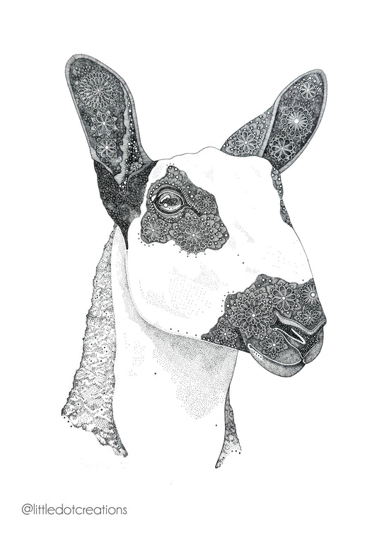 A3 Print - Bluefaced Leicester Sheep